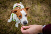 Une femme donne une friandise à un chien Jack Russel