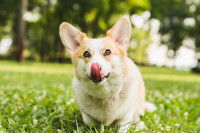 Un chien de type Corgi se lèche la truffe