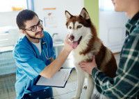 Un vétérinaire examine un chien Husky