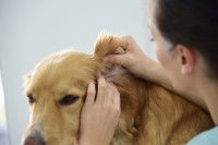 Une femme observe les oreilles d'un Golden Retriever