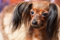 Un chien Papillon de couleur rousse