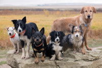 Un groupe de chiens sales debout sur un rocher