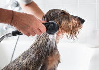Une femme donne un bain à son chien
