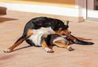 Un chien tricolore se lèche l'arrière-train