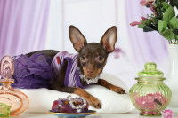 Un Toy Terrier portant des vêtements, des bijoux et du parfum