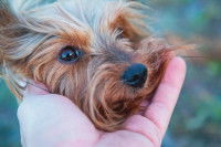 Une femme tient la tête de son Yorkshire dans la main