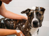 Une femme fait un shampoing à un Boxer