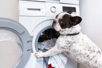 Un chien met du linge dans la machine à laver