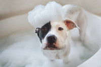 Faut-il laver un chien qui sent mauvais ?