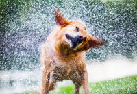 L'odeur du chien mouillé