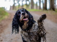 Une peau et un pelage très sales