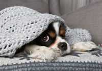 Un chien qui a froid se réfugie sous une couverture