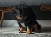 Un chiot apeuré se cache sous le lit