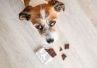 Un chien malade à côté d'une tablette de chocolat