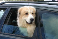 Un chien en voiture sort la tête par la fenêtre