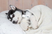 Un chiot Husky avec de la fièvre dort dans son lit