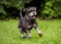 Un vieux chien à l'air heureux court dans un jardin