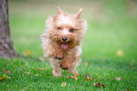 Un petit chien à l'air tout excité court dans l'herbe
