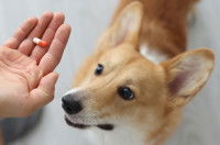 Un homme donne une gélule à son chien