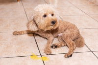 Un Caniche a vomi sur le sol