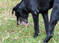 Un chien noir vomit et crache dans l'herbe