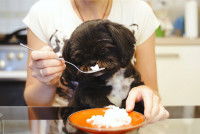 Une femme donne du riz à un petit chien