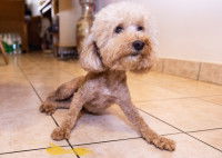 Un petit Caniche a vomi jaune sur le carrelage
