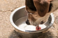 Un chien assoiffé lèche une gamelle d'eau vide