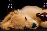 Un jeune chien dans le coma après avoir bu de l'alcool