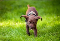 Un jeune chiot crache et vomit dans l'herbe