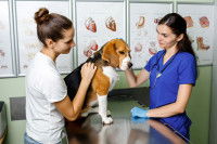 Une femme vétérinaire examine un Beagle malade