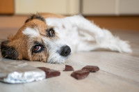 Un chien a vomi après avoir mangé du chocolat