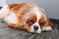Un vieux Cavalier King Charles malade couch&eacute; sur le sol