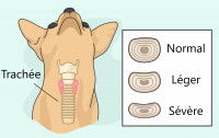 Sch&eacute;ma montrant un collapsus trach&eacute;al chez un chien