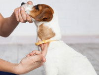 Un chien à qui on attache un collier antiparasitaire