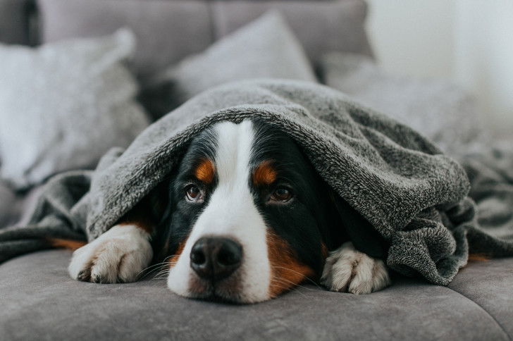 Un Bouvier Bernois allongé sur un canapé avec une couverture grise
