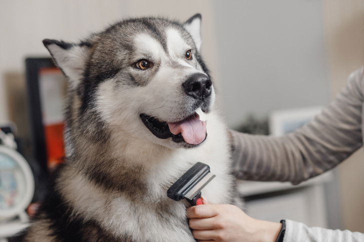 Une femme brosse son Husky Sibérien avec une étrille