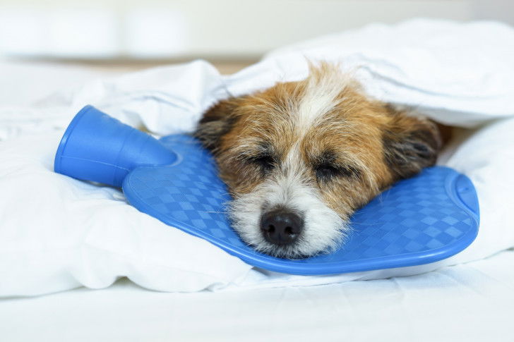 Un Jack Russell malade dort avec une bouillotte bleue