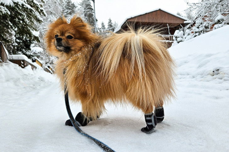 Un petit spitz dans la neige avec des chaussures pour chien