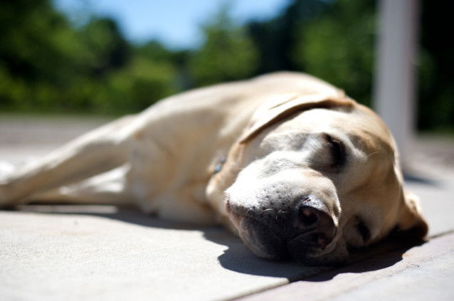 Il dort bien