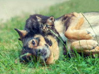 L'impact de l'humain sur la santé du chat et du chien