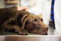 Un vétérinaire caresse un gros chien malade