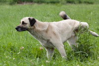 Un chien fait pipi dans un jardin
