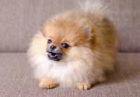 Un petit Pomeranian gémit sur un canapé