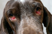 Un chien avec les yeux rouges à cause d'une conjonctivite