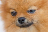 Un Pomeranian avec les yeux qui coulent à cause d'une conjonctivite