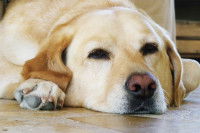 Un chien Labrador fatigué dort allongé sur le sol
