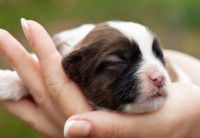 Une jeune femme tient un chiot nouveau-né dans sa main