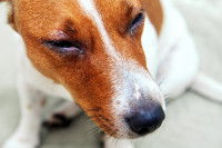 Un chien Jack Russell avec les yeux fermés à cause d'une conjonctivite