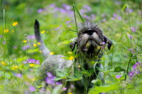 Un jeune chiot au milieu d'un champ de fleurs et d'herbes hautes